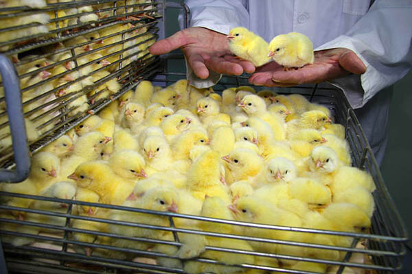 جوجه‌ریزی ۱۴۰ میلیون قطعه‌ای در مرغداری‌ها