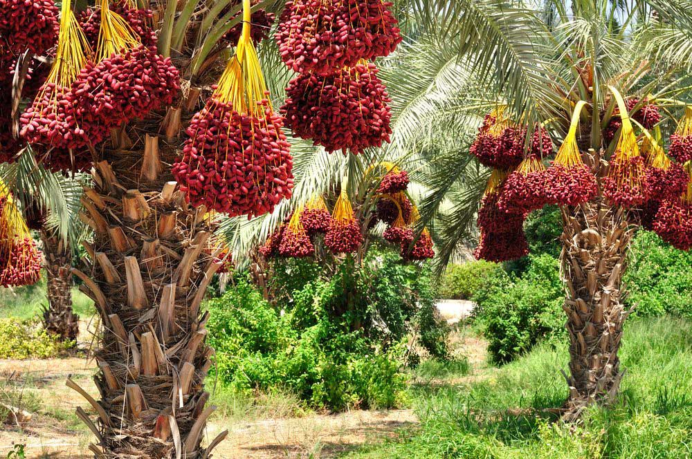 پیش‌بینی‌ افزایش‌ حدود ۱۵ درصدی تولید خرما در خرمشهر