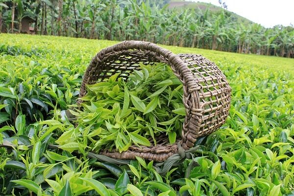 ۲۰۱۷ میلیارد تومان برگ سبز چای از چایکاران خریداری شد